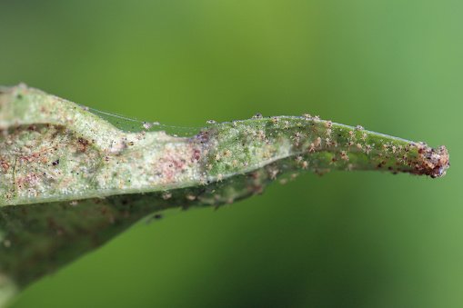 Tetranychus urticae (red spider mite or two-spotted spider mite) is a species of plant-feeding mite a pest of many plants. Damage on the bean leaves.