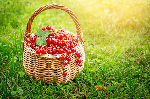 Ripe large organic red currant in a wicker basket close-up on a green plant background. Copy space.