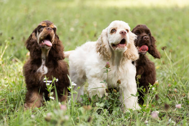 istock Puppies American Cocker Spaniel with cute muzzles on the grass. 1415840617