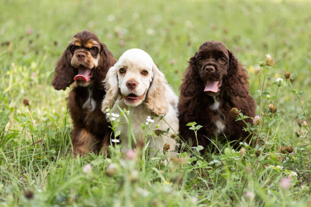 istock Puppies American Cocker Spaniel with cute muzzles on the grass. 1415840637
