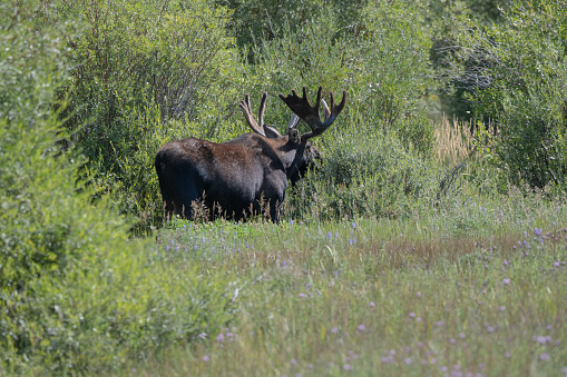 Huge wide antlered Bull Moose grazing on favorite food in northern Colorado marsh in western USA..