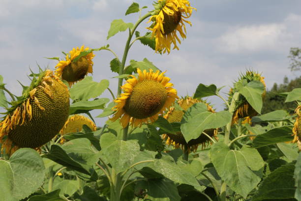 녹색 잎이있는 큰 해바라기와 구름이있는 하늘 - grass shoulder rural scene road wildflower 뉴스 사진 이미지