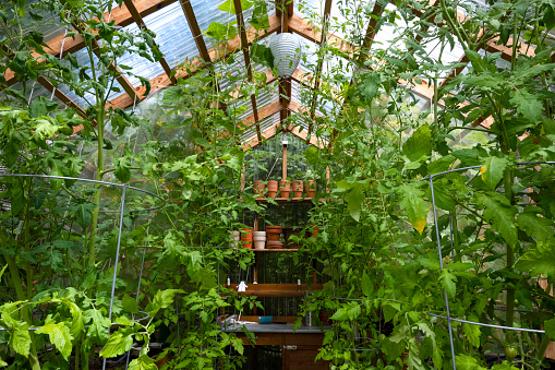 Interior of a wooden domestic greenhouse for growing vegetables in August