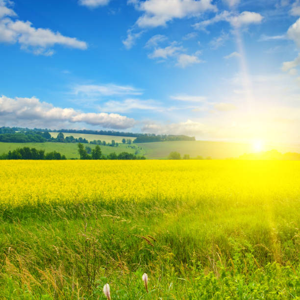 istock A field with blooming rape and sunrise. 1415842277
