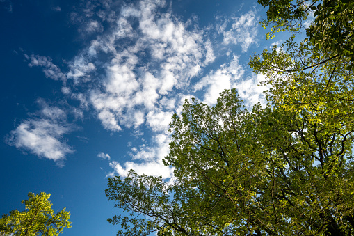 Summer scene with the view of the treetops on a blue sky background