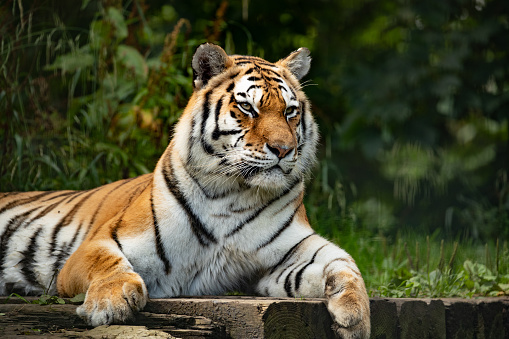 A tiger outdoors