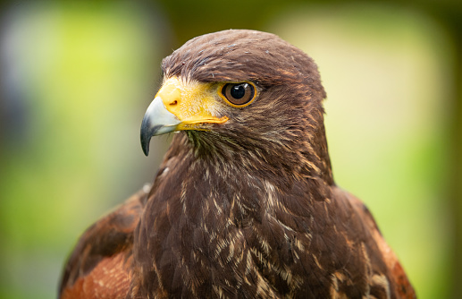 A perched Harris Hawk looks on