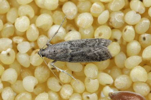 Detailed closeup on the small Tobacco Moth, Ephestia elutella - a common food pest. Color form with gray wings. Moth on bulgur porridge.