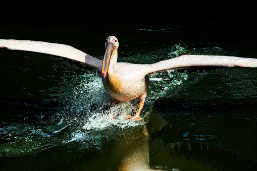Great white pelican is landing on the water surface. Water splashes around him as he landing with outstretched wings.