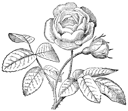 Hybrid Tea Rose flower. Vintage etching circa 19th century.