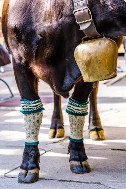cow legs with bavarian socks - called "loferl"