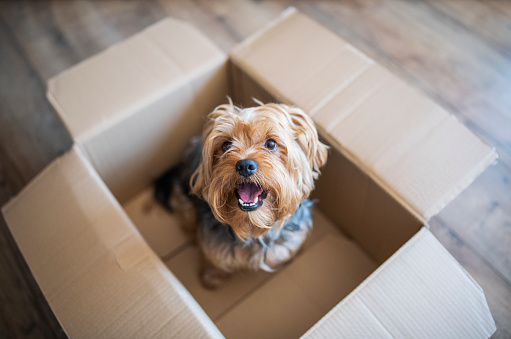 Cute yorkshire terrier in a delivery box.