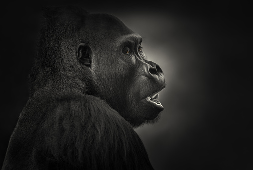 Portrait of a male western lowland gorilla, silverback.