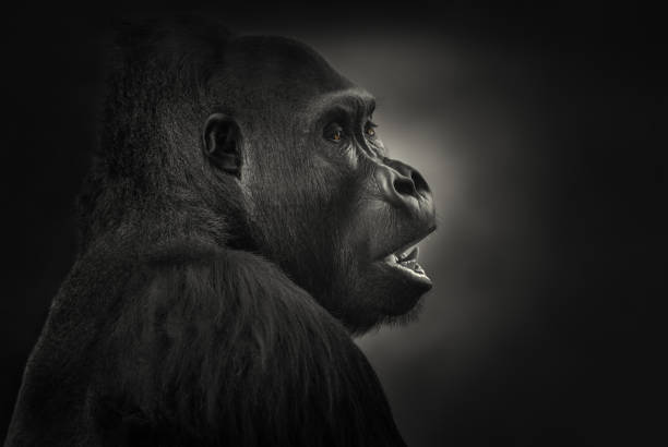western lowland gorilla, silverback - gorilla zoo animal silverback gorilla imagens e fotografias de stock