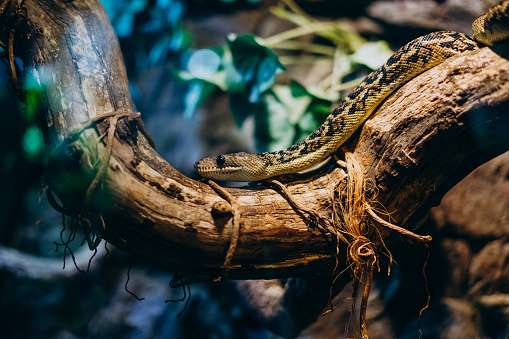 Brown snake on a dry branch in the serpentarium. A large young snake crawls on a tree branch in the tropicarium.
