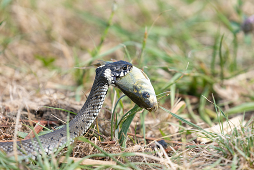 Beautiful grass snake (Natrix natrix) eating a fish on a meadow.