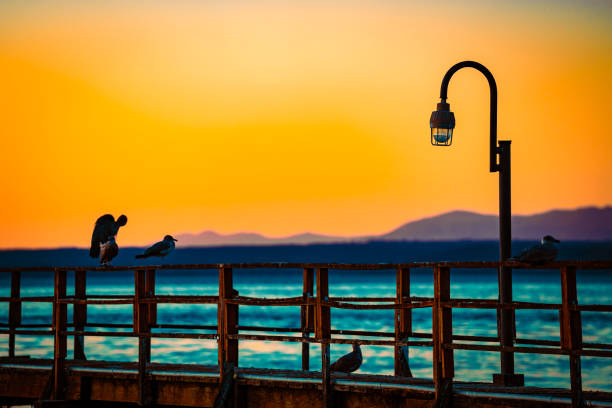 Seagull sitting on waterfront dock during sunset