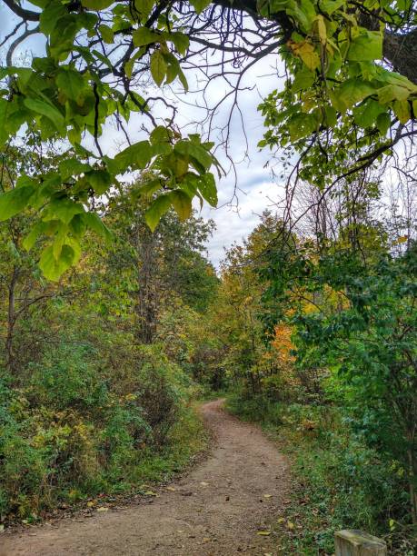 istock Autumn Footpath Under Green Leaves 1415847658