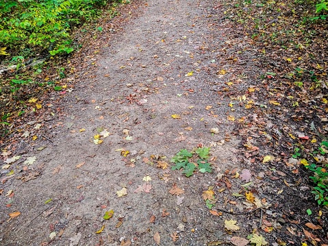 An autumn leaf-covered footpath at Highbanks Metro Park.