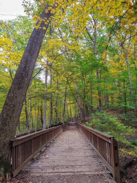 istock Slanted Autumn Tree Over Wooden Bridge 1415847704