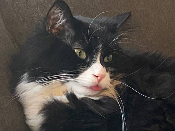 istock Black and White Cat With Tongue Sticking Out 1415848674
