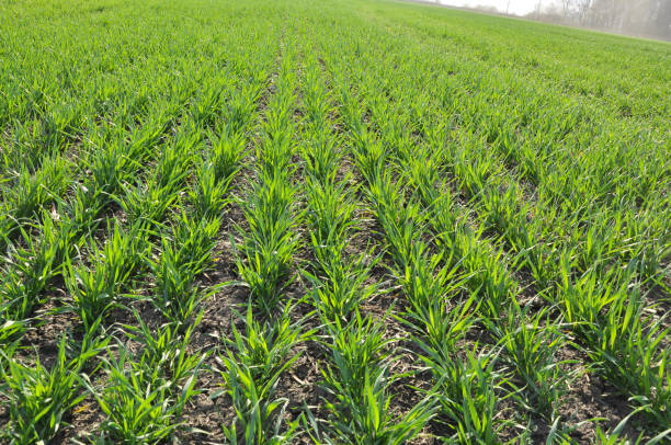 istock Spring crops of winter wheat 1415848931