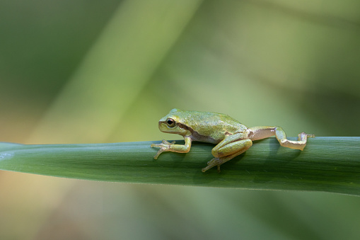 European tree frog (Hyla arborea) climbing on reed.