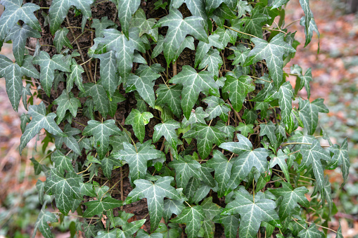 Ivy (Hedera helix) is a wild evergreen climbing plant that stretches along a tree in the forest.