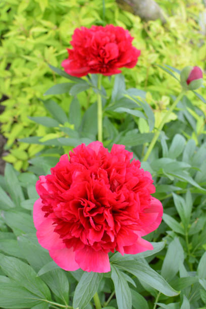 istock Peony blooms in the garden 1415850263