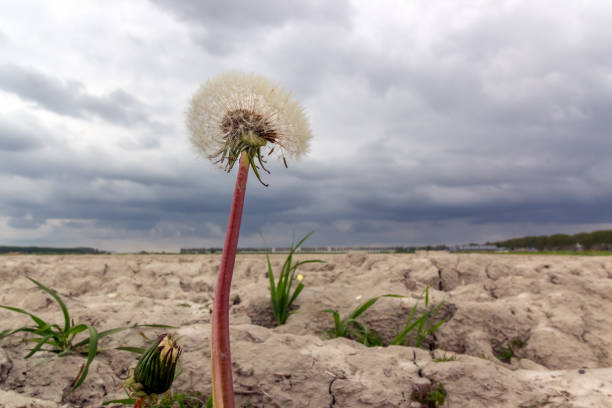 Full frame sincere daylight dandelion meadow close-up image with focus on foreground dandelion bud with seeds in Germany