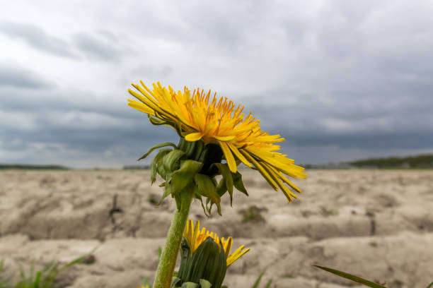 A vivid close-up of a yellow flower set against the backdrop of a clear blue sky. The bright petals radiate warmth and joy, standing out in sharp detail while the soft sky adds a serene, natural contrast. This image captures the simple beauty of nature in its purest form — vibrant, fresh, and full of light.