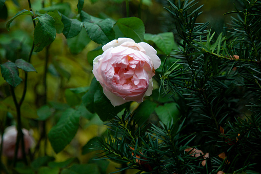Pink rose surrounded by green, lush garden bushes.