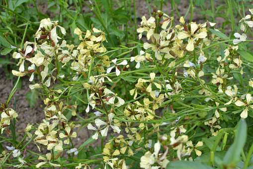 Spicy arugula plant (Eruca sativa) blooms in the garden