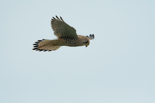 Common Kestrel (Falco tinnunculus) female hovering and look sharply for prey
