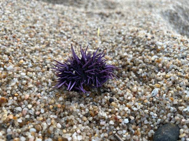 Purple Urchin Purple urchin on a pebble beach, Carmel River State Beach purple sea urchin stock pictures, royalty-free photos & images