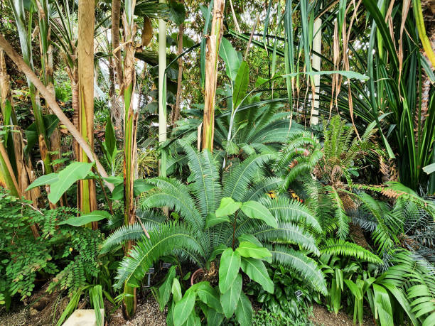 istock Tropical plants in greenhouse 1415855458