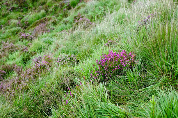 Glendalough, Ireland hiking trails and viewpoints, forests and Wicklow Mountain peaks.