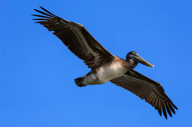 Low Angle View of Brown Pelican Flying Over Pacific Coast