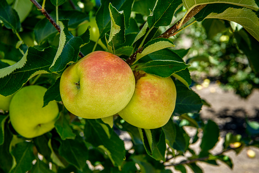 Close-up of red delicious apples growing on an apple tree on a Central California farm.\n\nTaken in Watsonville, California, USA.