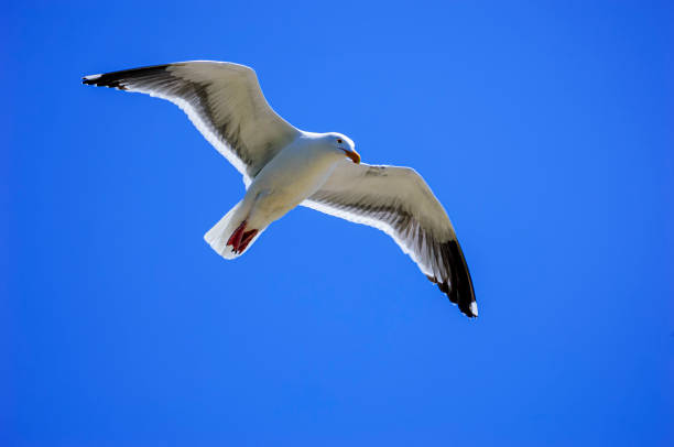 istock California Gull in Flight Isolated Against Blue Sky 1415856158