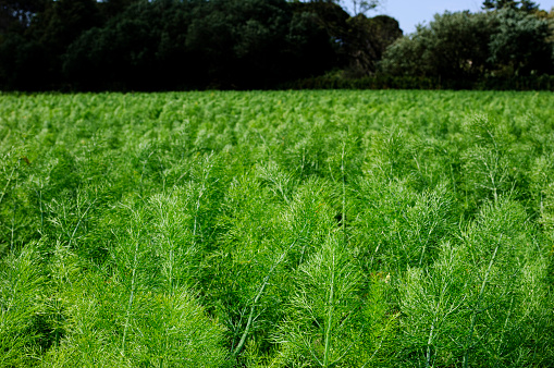 Field of organic fennel (Foeniculum vulgare) plants growing on a California central coast farm.