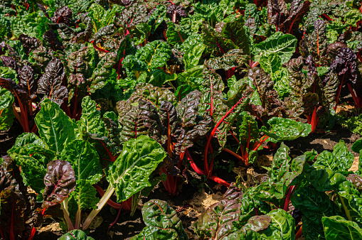 Close-up of organic rainbow chard growing in the fertile soil of the Central California.\n\nTaken in Watsonville, California, USA.