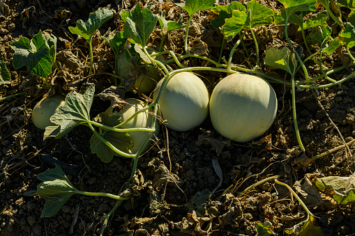 Close-up of a honeydew melon (Cucumis melo) ripening on plant vines.\n\nTaken in the San Joaquin Valley, California, USA.