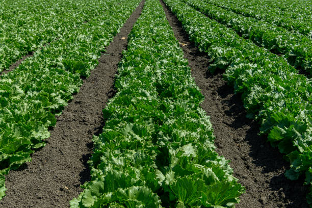 istock Rows of Lettuce Being Grown on Coastal Farm 1415856398