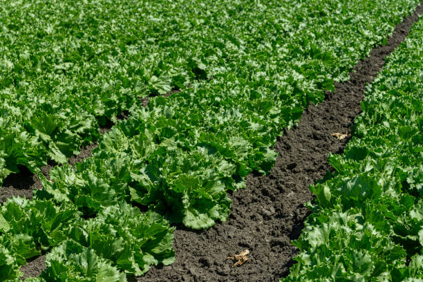 istock Rows of Lettuce Being Grown on Coastal Farm 1415856441