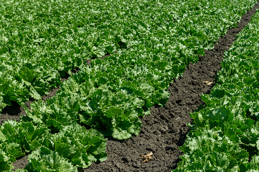 Rows of lettuce growing on a central coast farm.\n\nTaken in Watsonville, California, USA