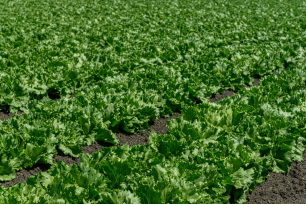 istock Rows of Lettuce Being Grown on Coastal Farm 1415856487