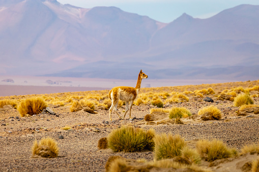 Guanaco Vicuna in the wild of Atacama Desert, Andes altiplano, South America