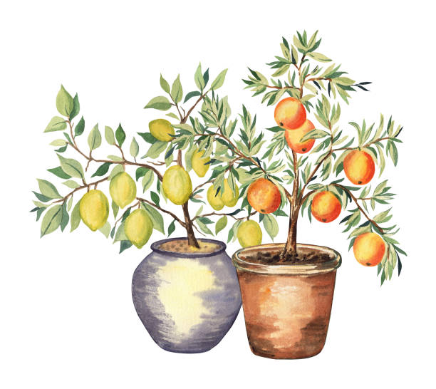 aquarellillustration der orangen- und zitronenbäume in töpfen - lemon lemon tree tree branch stock-grafiken, -clipart, -cartoons und -symbole