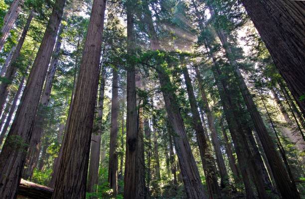 istock Redwoods in California 1415857531